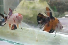 Ikan Cupang Giant Banyak...