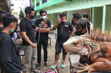 Kontes Reptil Digelar...