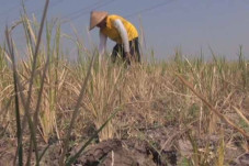 5 Hektar Sawah di Bulukumba...