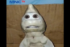 NTT Gempar, Ikan Hiu...