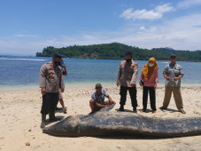 Ikan Paus 5 Meter Mati...