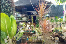 Budidaya Tanaman Hias...