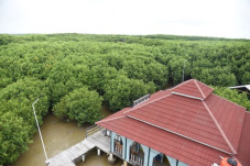 Ada Persemaian Mangrove...