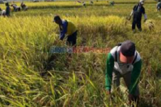 Produksi Padi di Jawa...
