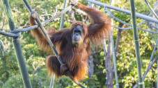 Tak Mau Kalah, Orangutan...
