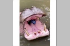 Viral Kuda Nil Makan...