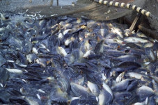 5 Jurus KKP agar Ikan...