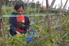 Petani Resah dan Merugi,...