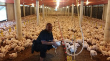 Curhat Peternak Ayam...