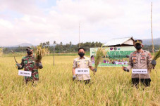 Tanpa Pupuk Subsidi,...