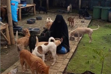 Hukum Memelihara Anjing...