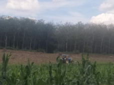 Penggarapan Lahan Pemkab...