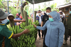 Bibit Pisang Varietas...
