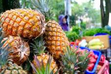 Nanas Taiwan Lebih Kuat...