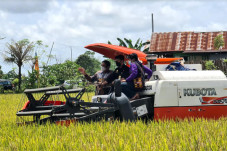 Panen Raya di Maros,...