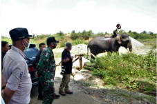 Tak Mampu Giring pakai...