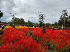 Bosan Pergi ke Mal,...