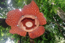 Spesies Baru Bunga Rafflesia...