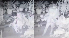 Komplotan Pencuri Tanaman...