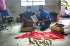 Puluhan Buaya Diselundupkan...