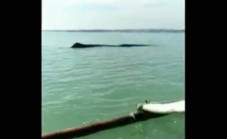 Ikan Paus Hidup Terdampar...