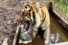 Harimau Jawa Tak Muncul,...