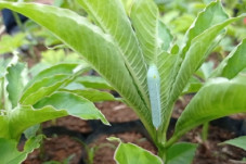 Berbeda dari Tanaman...