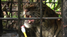 Tiga Ekor Harimau Berkeliaran...