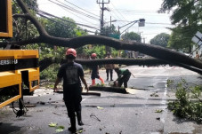 24 Pohon di Jakarta...