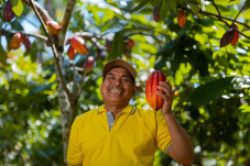 Membantu Petani Coklat...