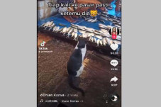 Kucing Berakhlak Ini...