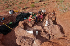 Spesies Baru Dinosaurus...