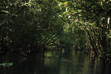 Misteri Hutan di Kutai...