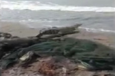 Buaya Muara Mengamuk...