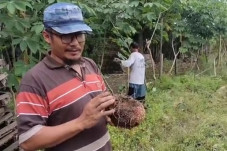Kisah Sukses Petani...