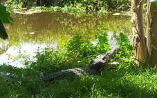 Ngeri, Buaya Berjemur...