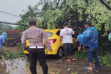 Pohon Tumbang Timpa...