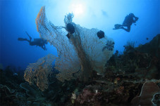 Laut Lepas Bolaang Mongondow...