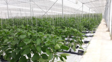 Smart Farming, Greenhouse...