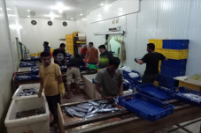 Pengiriman Ikan Segar...