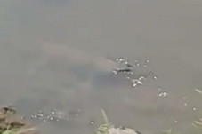 Penampakan Buaya di...
