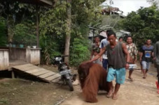 Penajam Utara Digemparkan...