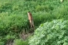 Harimau Jantan Muncul...