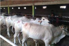 Harga Sapi di Indonesia...