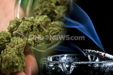 Fakta-Fakta Ganja, Jenis...