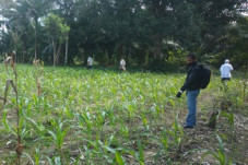 Petani Jagung Lutra...