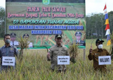 Panen Bersama Padi Sawah...