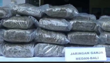 Penampakan Ganja 50...