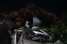Pohon Raksasa Tumbang...