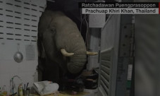 Gajah Tembus Rumah untuk...